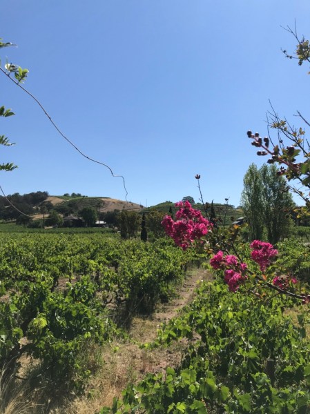 UNADJUSTEDNONRAW_thumb_14bf1